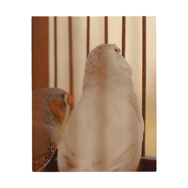 Quadro De Madeira Duas Pássaros Finch Cordiais em Gaiolas (Frente)