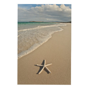 Quadro De Madeira Estrela do mar em uma praia remota