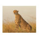 Quadro De Madeira Foto do amante do gato Cheetah (Frente)