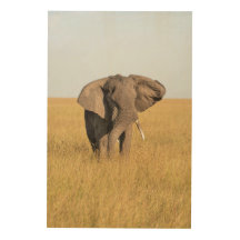 Foto elefante em um cenário africano natural