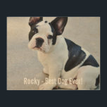 Quadro De Madeira Foto personalizada do Bulldog e Nome do Bulldog<br><div class="desc">Foto personalizada do Bulldog e o Nome do Bulldog - este design apresenta uma foto carregada do Bulldog (ou de qualquer cão), do nome do seu cão ou adiciona o seu próprio texto - Adoramos o "nome do cão", o aniversário do cão ou o dia de passagem. Basta clicar em...</div>