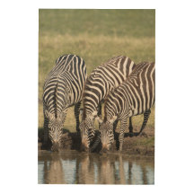 Foto Zebra em um cenário natural africano