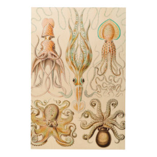 Quadro De Madeira Lula de Octopus, Gamochonia por Ernst Haeckel