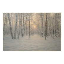 Luz de Inverno em Floresta Silenciosa de Bétulas