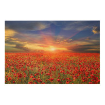 Ouro Sunset Contra Blue Sky Red Poppy
