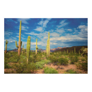 Quadro De Madeira Paisagem do cacto do deserto, Arizona