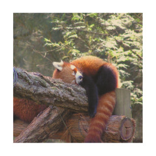Quadro De Madeira Panda vermelha do sono