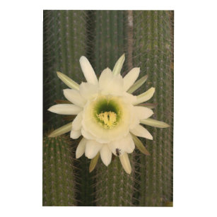 Quadro De Madeira Rainha Da Flor Noturna De Cactus, Região De Karoo