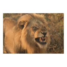 Snarling Male Lion em Imagem Natural