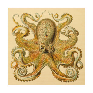 Quadro De Madeira Vintage Kraken, Octopus Gamochonia, Ernst Haeckel