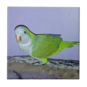 Quaker Parrot