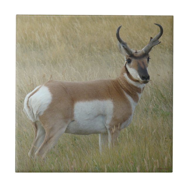 Quantia choruda do antílope de A1 Pronghorn (Frente)