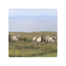 Quatro cavalos pelo mar