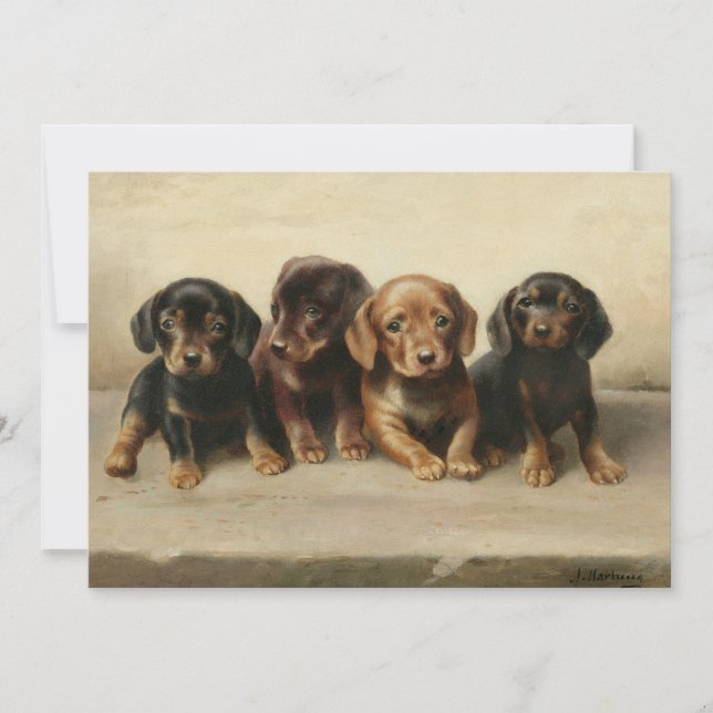 Quatro Cuppies Dachshund | Carl Reichert (Frente)