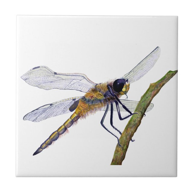 Quatro Dragonfly Watercolor Trabalho de arte (Frente)