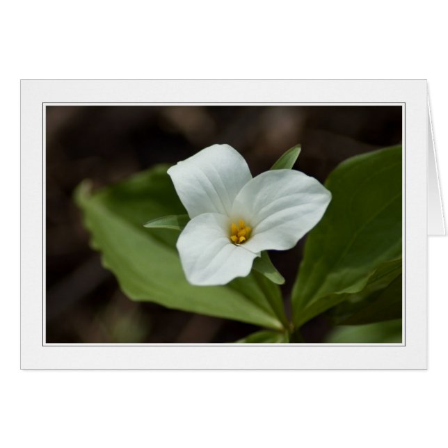 quatro estações no cartão Michigan 01 (Frente horizontal)