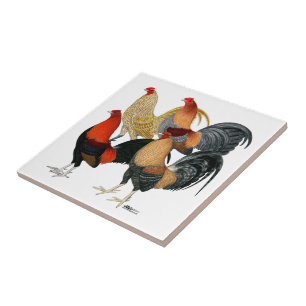 Quatro Gamecocks