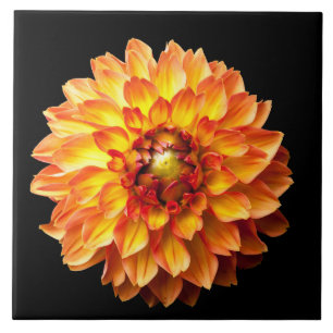 Quatro Queens Dahlia Flower