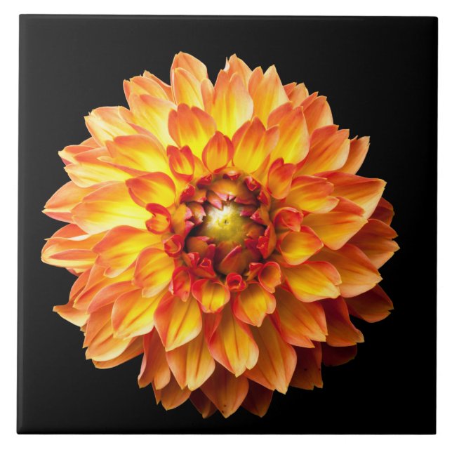 Quatro Queens Dahlia Flower (Frente)