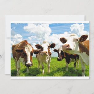 Quatro vacas batendo papo
