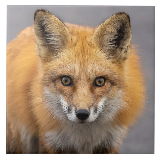 Que olhos grandes você tem (Frente)