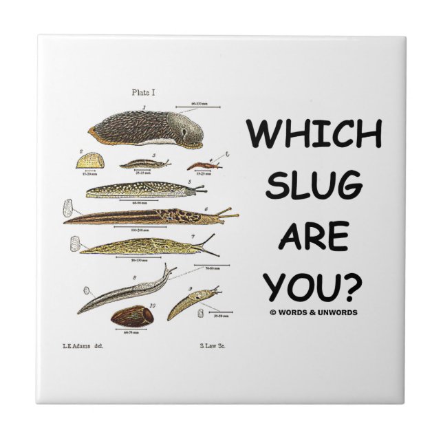 Que Slug é você? (Tipos diferentes de Slugs) (Frente)