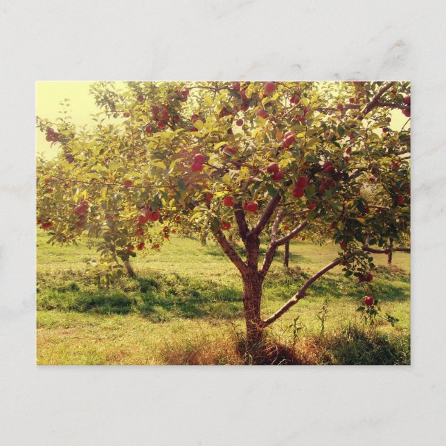 Que tal eles maçãs com cartão postal (Frente)