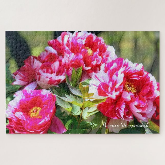 QUEBRA-CABEÇA 牡 丹 [花] ジ グ パ ソ ズ  (Horizontal)