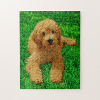 Quebra-cabeça 11x14 Rex O Goldendoodle
