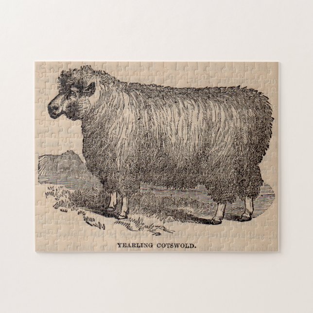 Quebra-cabeça 19th century print yearling Cotswold sheep (Horizontal)