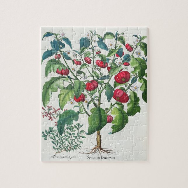 Quebra-cabeça 1.Solanum Pomiferum; 2.Amaracus vulgar, do (Vertical)