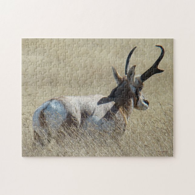 Quebra-cabeça A14 Antílope Pronghorn Sunshine Buck (Horizontal)