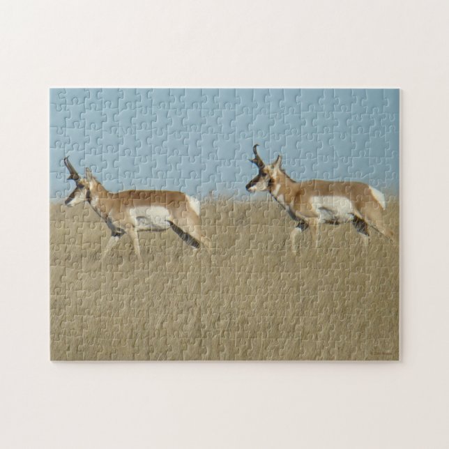 Quebra-cabeça A45 Pronghorn Antelope Bucks (Horizontal)