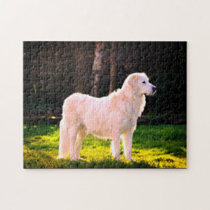Quebra-cabeça A Beleza de Maremma Sheepdog