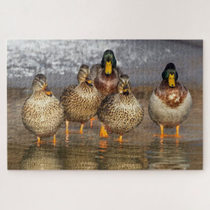 Quebra-cabeça A group of ducks photo