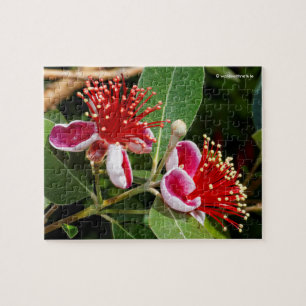 Quebra-cabeça Abacaxi Guava/Guavasteen