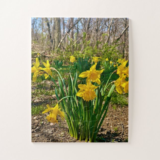 Quebra-cabeça Abraço Dourado | Flor de Narciso na Primavera (Vertical)