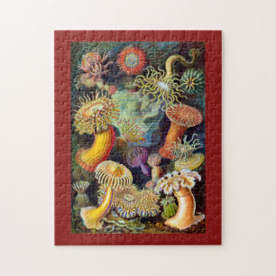Quebra-cabeça Actiniae por Ernst Haeckel