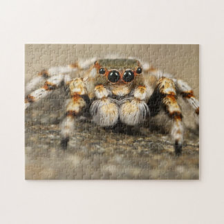 Quebra-cabeça Adorable Arachnid Jumping Spider Photo Puzzle
