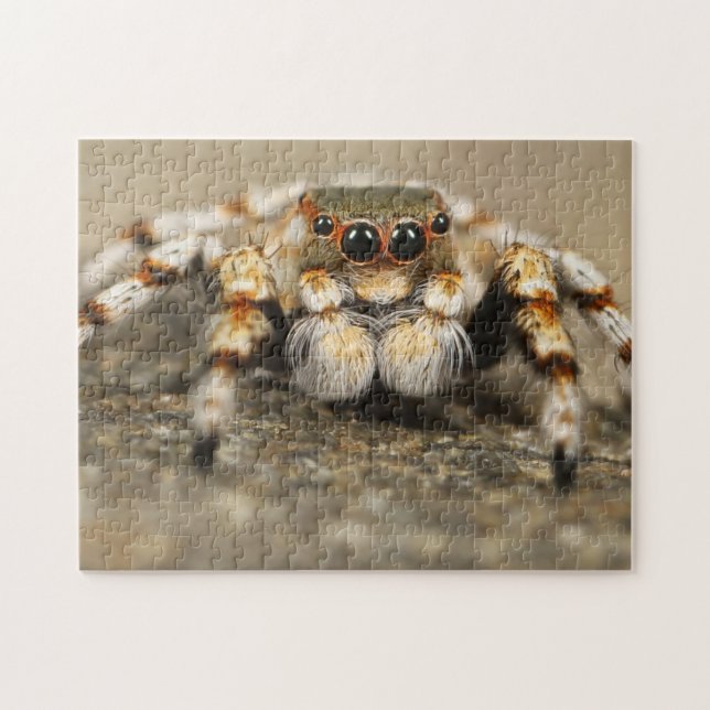 Quebra-cabeça Adorable Arachnid Jumping Spider Photo Puzzle (Horizontal)