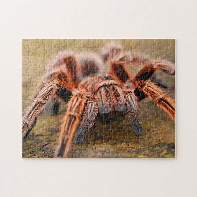 Quebra-cabeça Adorable Arachnid Tarantula Spider Photo Puzzle (Horizontal)