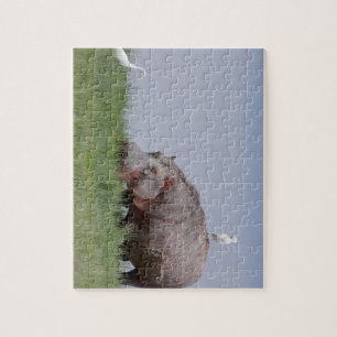 Quebra-cabeça África - Hippo