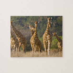 Quebra-cabeça África. Quênia. Manada de girafas-reticuladas