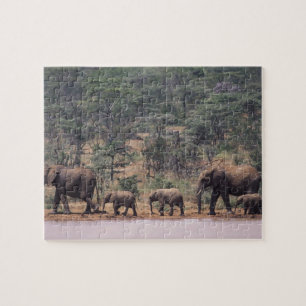 Quebra-cabeça África, Quênia, Nanyuki, Mpala. Africano