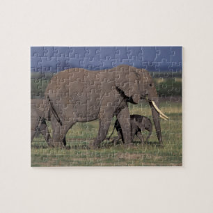 Quebra-cabeça África, Quênia, Parque Nacional de Amboseli. Afric