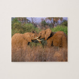 Quebra-cabeça África, Quênia, Samburu. Desafio de elefante