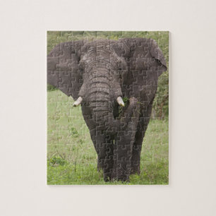 Quebra-cabeça África Tanzânia Elefante na Cratera de Ngorongoro
