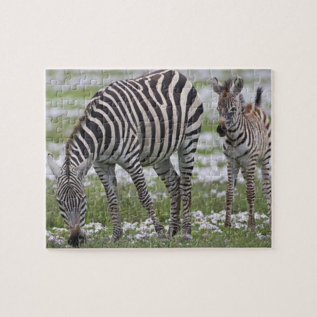 Quebra-cabeça África. Tanzânia. Mãe e cria de zebra (Horizontal)