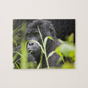 Quebra-cabeça África Uganda, Bwindi