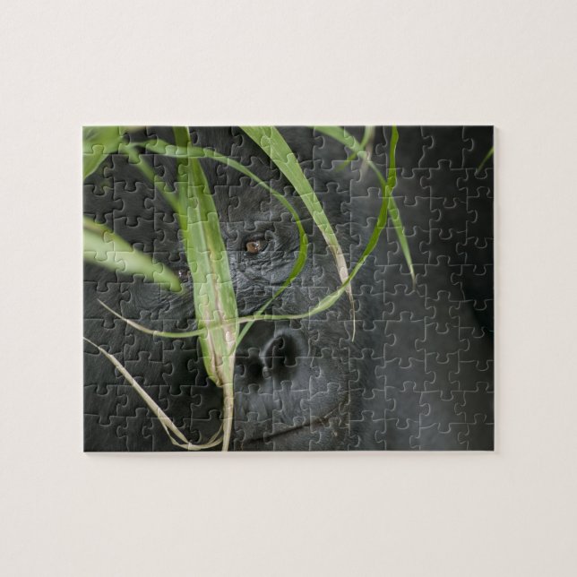 Quebra-cabeça África, Uganda, Bwindi (Horizontal)